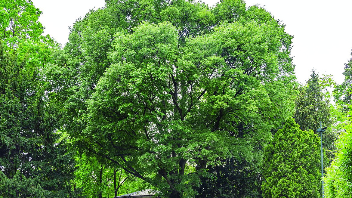 Celtis Australis